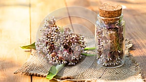 Virginia silkweed Collected flowers in transparent bottle with a cortical cork. And fresh inflorescences butterfly photo