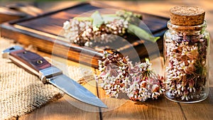 Virginia silkweed Collected flowers in transparent bottle with a cortical cork. And fresh inflorescences butterfly photo