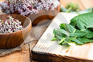 Virginia silkweed on the herbalist's table photo