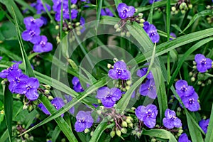 Virginia spiderweb bush Tradescantia virginiana close up. Tradescantia ohiensis, the bluejacket flower or Ohio