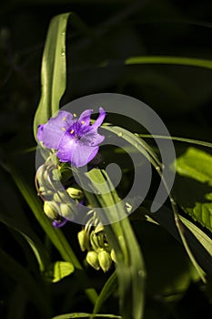 Virginia Spiderwort Tradescantia virginiana blooms in garden, background. Tradescantia ohiensis known as bluejacket or Ohio