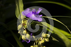 Virginia Spiderwort Tradescantia virginiana blooms in garden, background. Tradescantia ohiensis known as bluejacket or Ohio