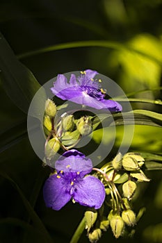 Virginia Spiderwort Tradescantia virginiana blooms in garden, background. Tradescantia ohiensis known as bluejacket or Ohio