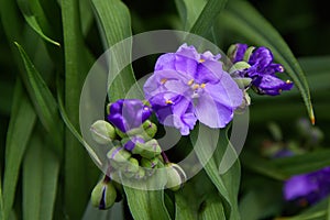 Virginia Spiderwort Tradescantia virginiana close up in the garden.