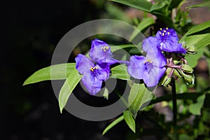 Virginia Spiderwort Tradescantia virginiana close up in the garden.