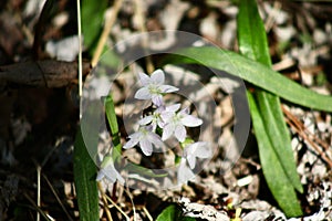 Virginia spring beauty full bloom among the forest floor Sugar Run Pennsylvania