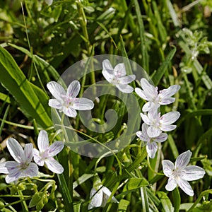 Virginia Spring Beauty Wildflowers - Claytonia virginica