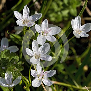 Virginia Spring Beauty Wildflowers - Claytonia virginica