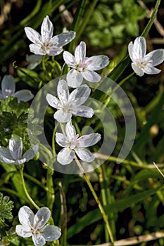 Virginia Spring Beauty Wildflowers - Claytonia virginica