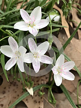 Virginia Spring Beauty Wildflowers - Claytonia virginica