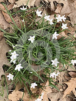 Virginia Spring Beauty Wildflowers - Claytonia virginica