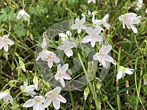 Virginia Spring Beauty Wildflowers - Claytonia virginica