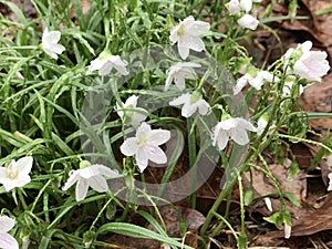 Virginia Spring Beauty Wildflowers - Claytonia virginica