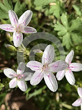 Virginia Spring Beauty Wildflowers - Claytonia virginica