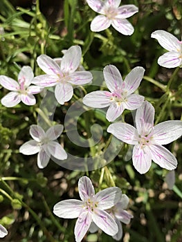 Virginia Spring Beauty Wildflowers - Claytonia virginica