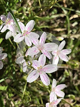 Virginia Spring Beauty Wildflowers - Claytonia virginica