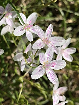 Virginia Spring Beauty Wildflowers - Claytonia virginica