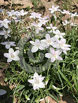 Virginia Spring Beauty Wildflowers - Claytonia virginica