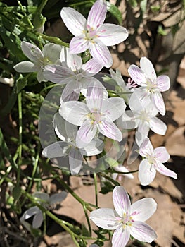 Virginia Spring Beauty Wildflowers - Claytonia virginica