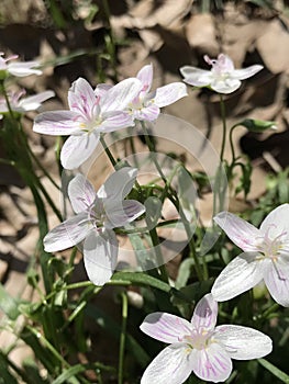 Virginia Spring Beauty Wildflowers - Claytonia virginica