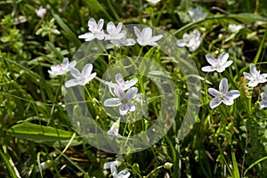 Virginia Spring Beauty Wildflowers - Claytonia virginica