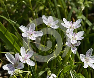 Virginia Spring Beauty Wildflowers - Claytonia virginica