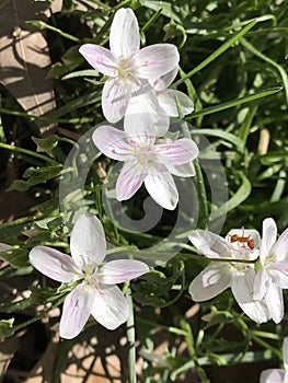 Virginia Spring Beauty Wildflowers - Claytonia virginica and Red Ant