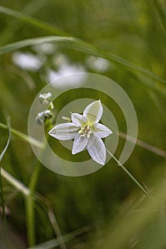 Virginia springbeauty -Claytonia virginica- close up