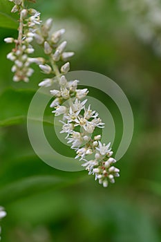 Virginia willow Itea virginica Henryâs Garnet, small white flowers photo