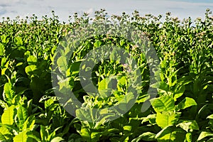 Virginia tobacco (Brightleaf tobacco) plants growing on plantation.