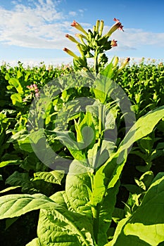 Virginia tobacco (Brightleaf tobacco) plants growing on plantation.
