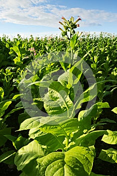 Virginia tobacco (Brightleaf tobacco) plants growing on plantation.