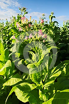 Virginia tobacco (Brightleaf tobacco) plants growing on plantation.