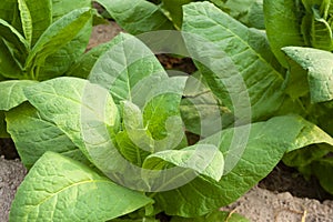 Virginia Tobacco, Nicotiana tabacum, cultivated tobacco. Young Virginia Tobacco plant with flower buds on blurred tobacco photo