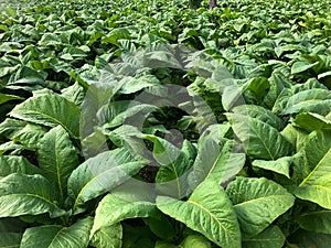 Virginia tobacco plant cultivation expanse
