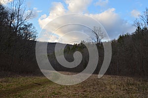 Virginia Trees, Blue Sky