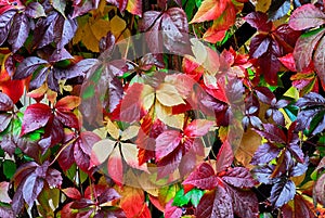 Autumn fall leaves. Virginia or Victoria creeper after rain. Parthenocissus quinquefolia