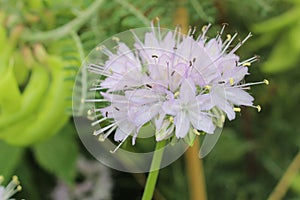 Virginia Waterleaf flower - Hydrophyllum Virginianum