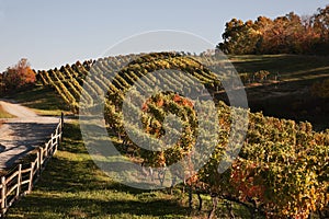 Virginia Wine Country in autumn