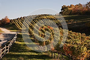Virginia Wine Country in autumn photo