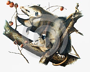 Virginian Opossum illustration