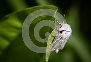 Virginian Tiger Moth Spilosoma virginica Resting On Leaf photo
