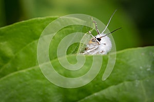 Virginian Tiger Moth Spilosoma virginica Resting On Leaf photo