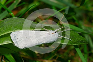 Virginian Tiger Moth - Spilosoma virginica photo