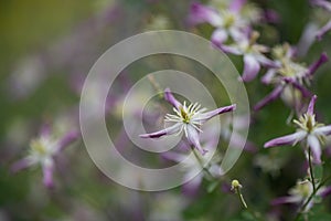 Virgins bower, Clematis triternata Rubromarginata, close-up of flower