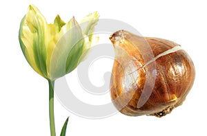 Viridiflora tulip flower with tulip bulb isolated on white