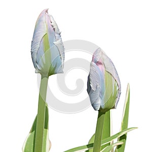 Viridiflora tulip isolated on white photo
