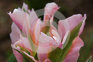 Viridiflora Tulip petals