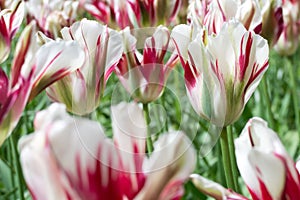 Viridiflora tulip photo
