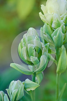 Viridiflora tulips or green tulips